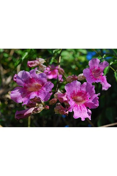 Bloom & Sow Seed بذور نبات العناب الوردي - نبات متسلق زخرفي قوي مثالي للبرجول...