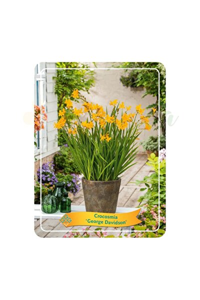 Eufloria Montbretia (Crocosmia) 'George Davison' Ø11cm