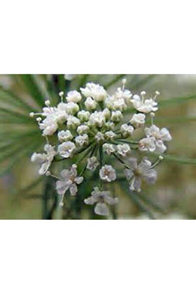 Bloom & Sow Seed بذور