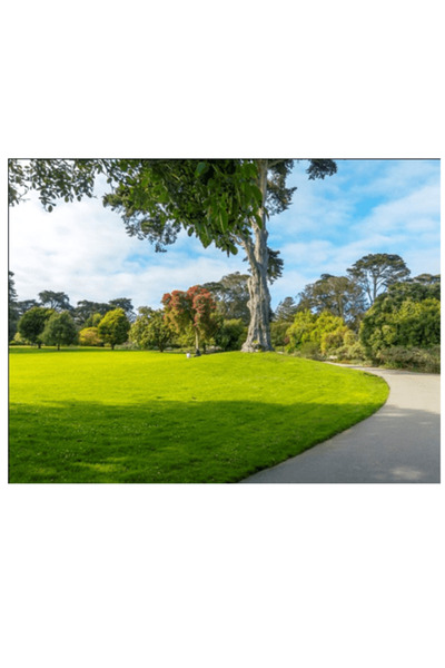 Lawn Μείγμα για αραβρικές περιοχές