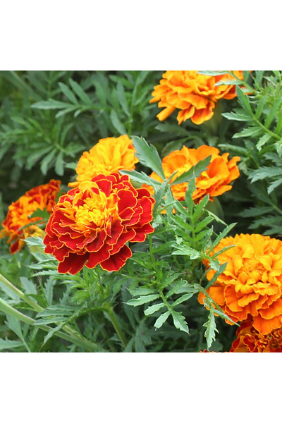 Bloom & Sow Seed بذور عباد الشمس المزدوجة متعددة الألوان، أزهار ذهبية برتقالي...