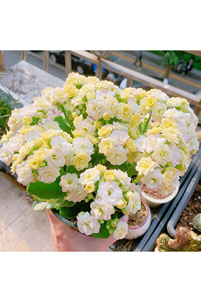 Bloom & Sow Seed Easy Care Double Kalanchoe Seeds, Multi-Petal Pastel Flower ...