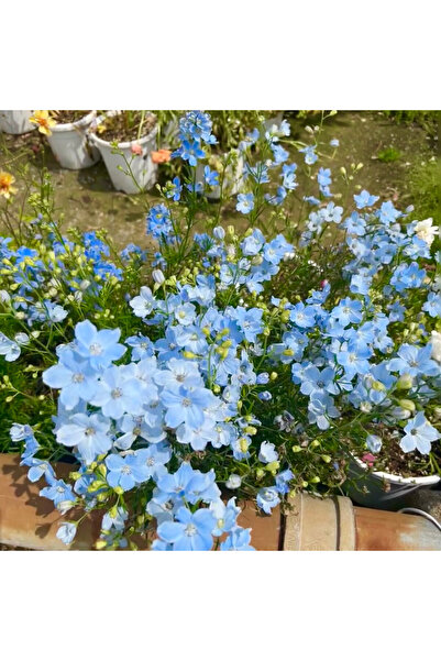 Bloom & Sow Seed Sky-Blue Compact Larkspur Seeds, Slender Stems, Long Bloom T...