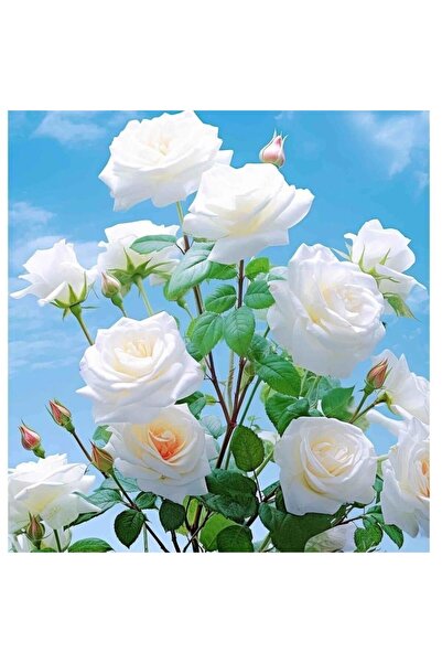 Bloom & Sow Seed Pale Apricot Center White Rosa Seeds, Courtyard Potted Cut F...