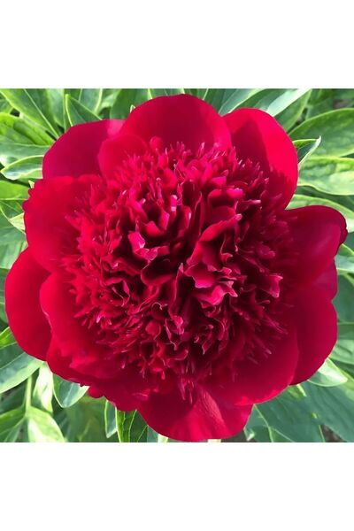 Bloom & Sow Seed بصيلات زهور الفاوانيا المزدوجة باللون القرمزي الزاهي، زهور ف...