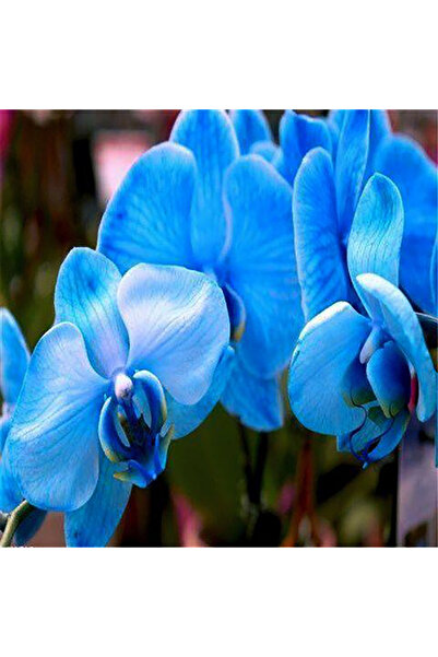 Bloom & Sow Seed بذور أوركيد الفراشة الزرقاء اللامعة، أوركيد زينة نادر ذو أزه...