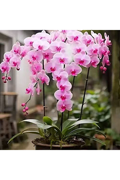 Bloom & Sow Seed Light Pink Pink‑Center Phalaenopsis Seeds, Long‑Blooming Ind...