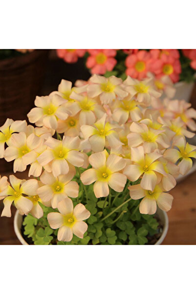 Bloom & Sow Seed Soft Apricot Yellow Oxalis Bulbs, Shamrock‑Like Foliage, for...