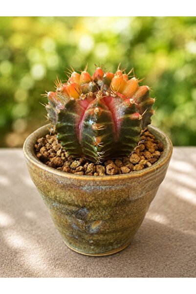 ATLANTE CACTUS Gymnocalycium M. Variegata “Neon” - Strange Face, tohumdan