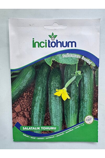 SALATALIK TOHUMU