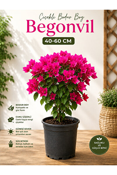 A&N Florya Vadi Çiçekli Bodur Begonvil Fuşya Renk 40-60 cm Saksılı Canlı Bego...