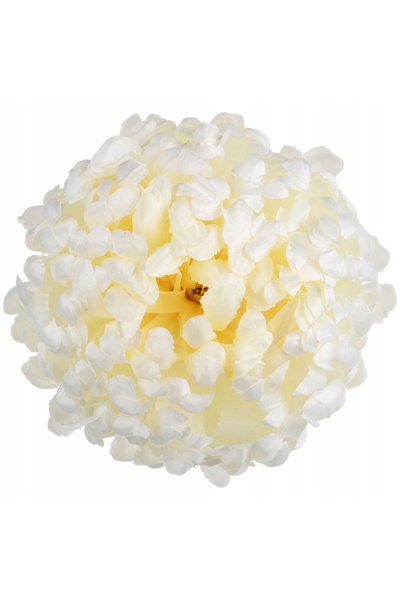 NO BRAND 6X CRIZANTEMĂ CU CAP DE EXPOZIȚIE DR CREAM PREMIUM