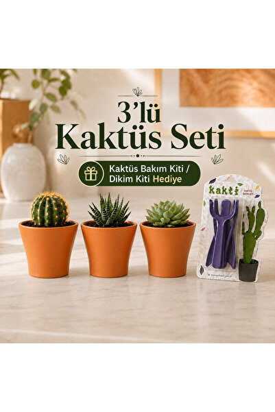Poliwork 3'lü Mini Saksı Seti Kaktüs Saksısı Sukulent Saksısı Kaktüs Bakım Ki...