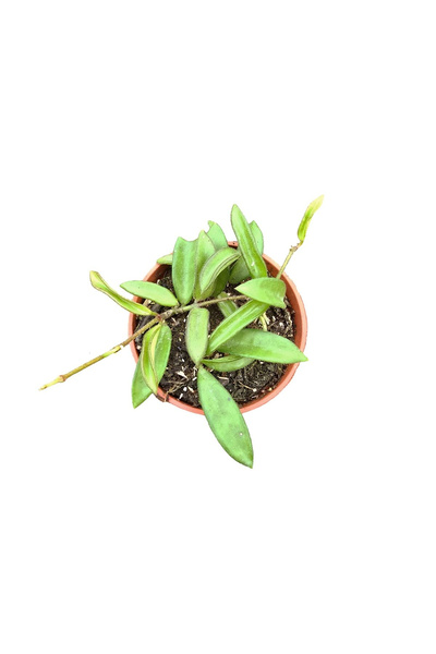 Eufloria Hoya 'Zambales' Ø6cm