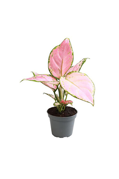 Eufloria Aglaonema 'Red Zircon' Ø6cm
