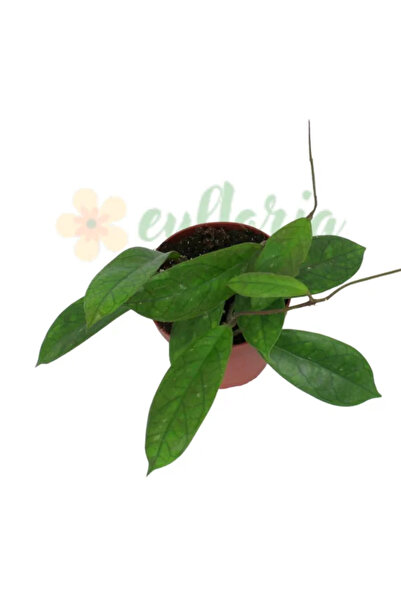 Eufloria Hoya finlaysonii Ø12cm