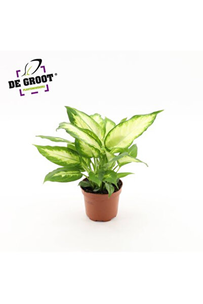 Eufloria Dieffenbachia 'Camilla' Ø12cm