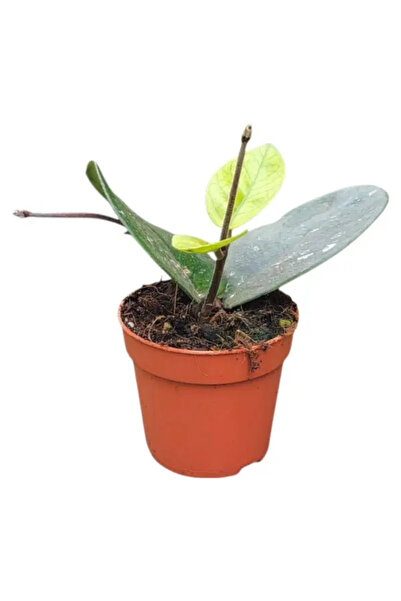 Eufloria Hoya bonii Ø7cm