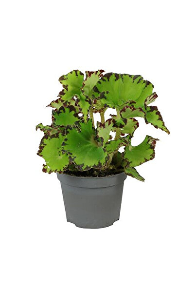Eufloria Begonia Culori Magice Jive Ø6cm