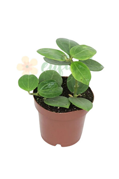 Eufloria Hoya 'Christine' Ø10.5cm