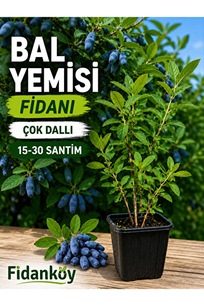 FİDANKÖY Bal Yemişi Honeyberry Saksılı