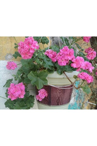 YAĞMUR BOTANİK Sakız Sardunya Saksılı Açık Pembe 10-20 Cm