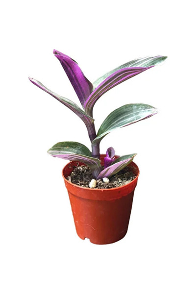 Genel Markalar Tradescantia Zebrina Kaktüs Sukulent 10-20 cm
