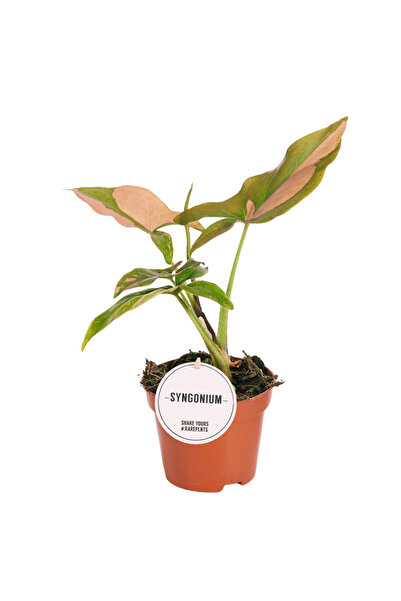 Eufloria Сингониум подофилум 'Ред Спот' (Розов пляск) Ø6см