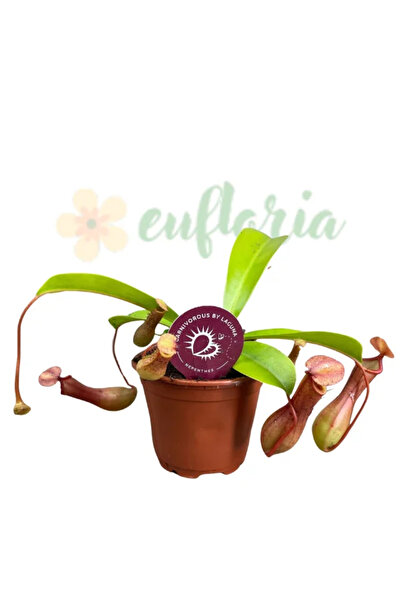 Eufloria Nepenthes alata Ø8.5cm