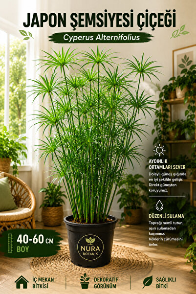 Bitkim Sende Parlak Yapraklı Japon Şemsiyesi Bitkisi 1 ADET Saksılı 40-60Cm(C...
