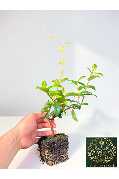 YILDIZ BOTANİK Arap Yasemini Sarmaşığı Fidanı Kokulu Rhyncospermum Jasminoides 40-50 CM