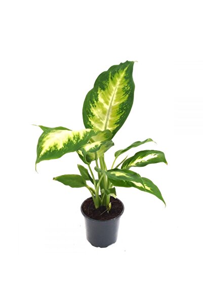 Floraria Tria's Dieffenbachia Camilla mica