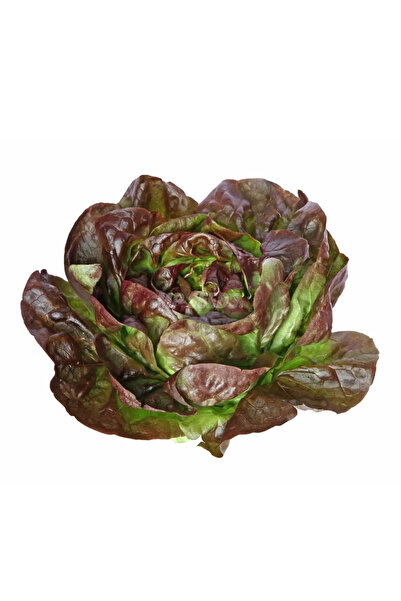 Saksıdan Sofraya İki Renkli Gül Marul (Lettuce Brune De Hiver) Tohumu - 10 Ad...