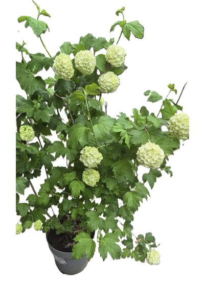 OEM Viburnum opulus - Calin