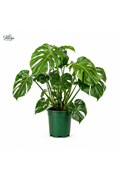 Florya Botanik Monstera Deliciosa - Deve Tabanı - Ev Ofis Salon Iç Mekan Bitk...
