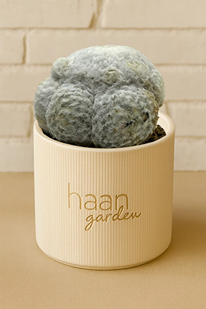 haan garden Plumosa