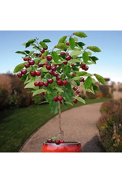 AnkaBahçe Bodur Vişne Fidanı Bonsai için Uygun 30-50 cm