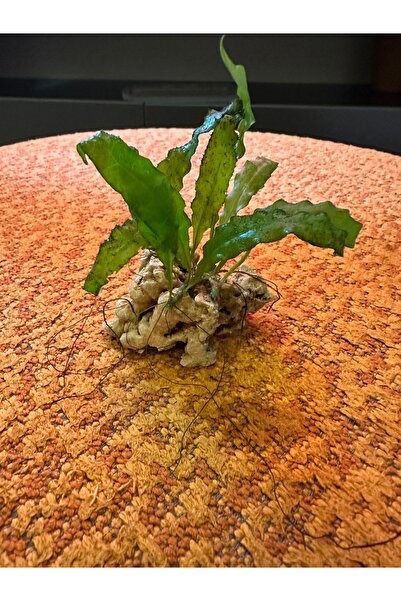 shop Akvaryum Canlı Bitki Java Fern Kolay Bitki Taşa Tutturulmuş Hazır