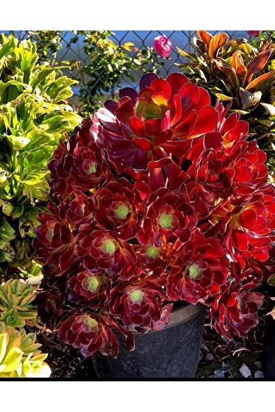 SukuLand Aeonium Blushing Beauty ithal özel tür sukulent 5,5cm saksıds