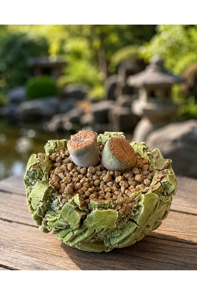 ATLANTE CACTUS Lithops – Yaşayan Taşlar | Doğanın En İlginç Sukulentlerinden ...
