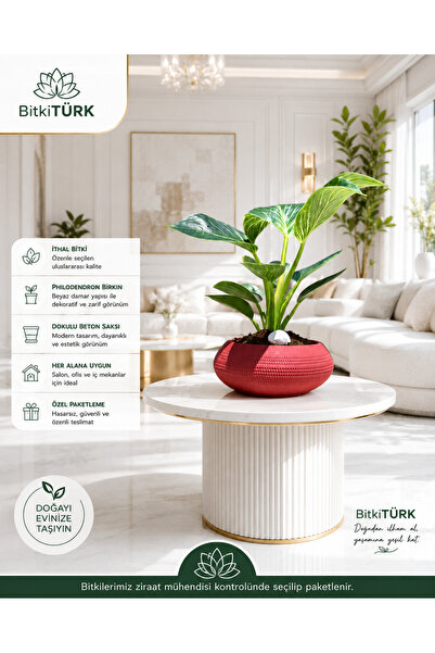 BitkiTÜRK 🌿 Dokulu Beton Saksıda İthal Philodendron Birkin | Dekoratif Salon...