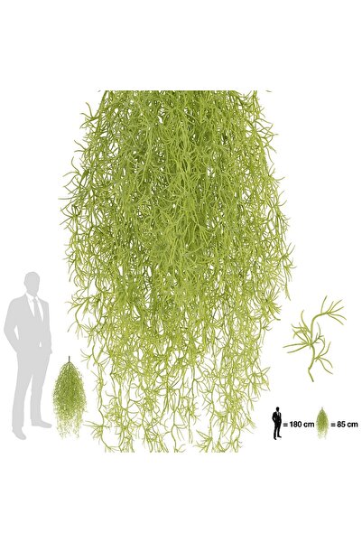 Roberto Rossi Planta curgatoare Long hair (tillandsia) 85 cm verde primavara
