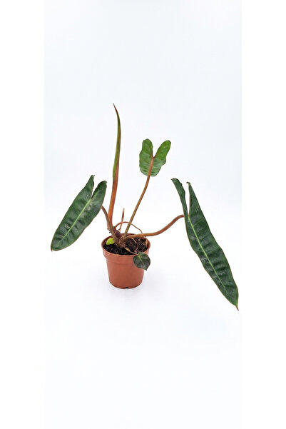 Your Flower Shop Philodendron Billietiae İç Mekan Canlı Saksıda