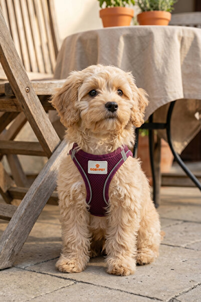 GOBYPET Kediler Ve Köpekler İçin Rahat, Dayanıklı Göğüs Tasması XS