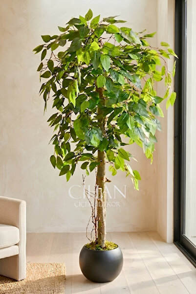 Cihan Çiçekçilik Yapay Benjamin Ağacı 27x33 Küre Saksılı 140 cm
