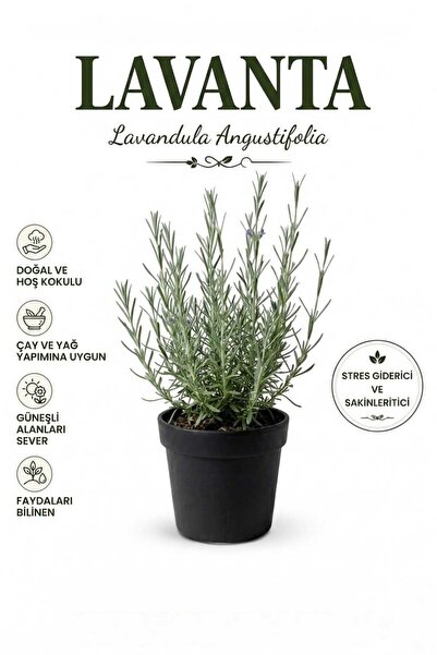 Lavanta (Lavandula Angustifolia) 1,5 Lt Saksılı 35-40 Cm Kokulu Tıbbi Aromatik Bitki