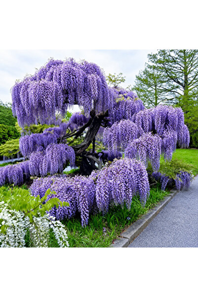 FİDANKÖY Mor Salkımı Wisteria sinensis Gösterişli Sarılıcı Süs Bitkisi