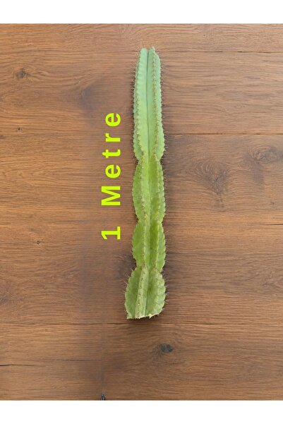 FantomAmour San Pedro Kaktüsü (Echinopsis pachanoi) 100 cm Canlı Kaktüs
