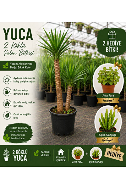 bitkidünyam 2 Köklü Dev Yuca Salon Bitkisi, 100-120 cm İç Mekan için İdeal Af...