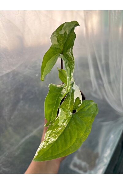 nazlı çiçekçilik Syngonium Albo Variegata Melek Kanadı